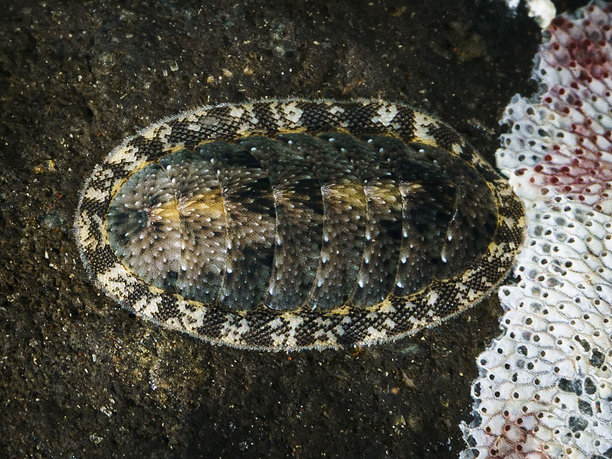 Ischnochiton caliginosus